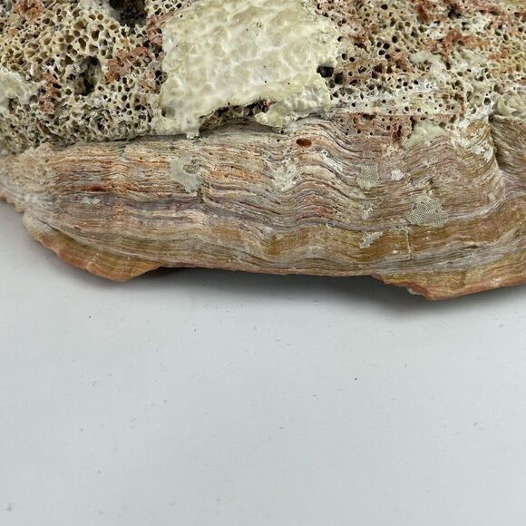 Large 8”x 6” Vintage Estate Red Abalone Shell 1lb 1oz Old Trinket Dish Display - Picture 8 of 12